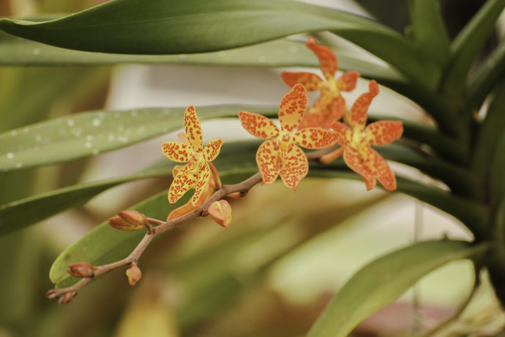 Fotos von Rio de Janeiro: Orchidee im Botanischen Garten