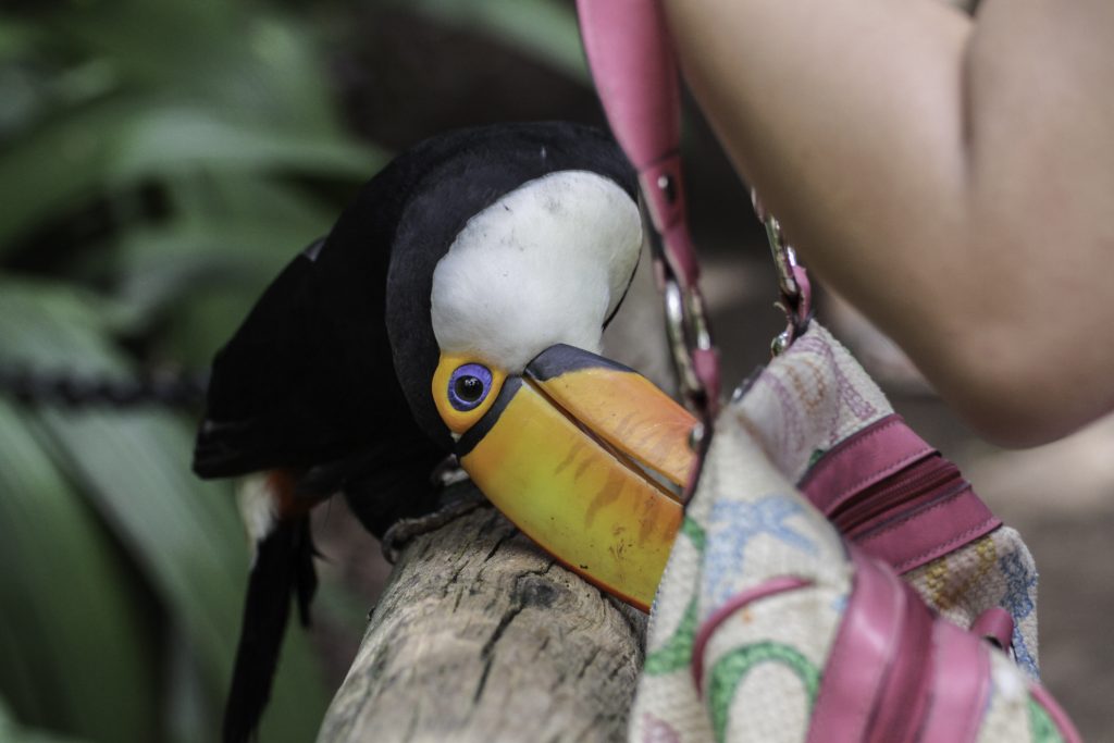 Tucan im Vogelpark "Parque das Aves" in Foz do Iguacu