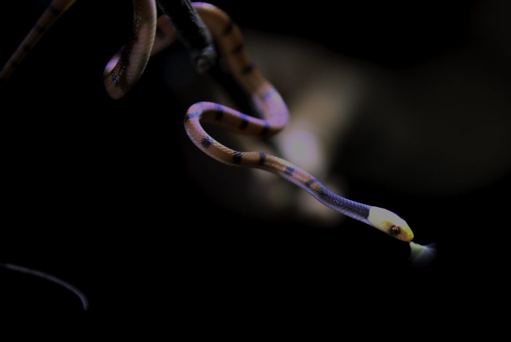 Schlange im Naturreservat Cuyabeno, gesichtet auf einer Nachtwanderung während einer Dschungeltour in Ecuador