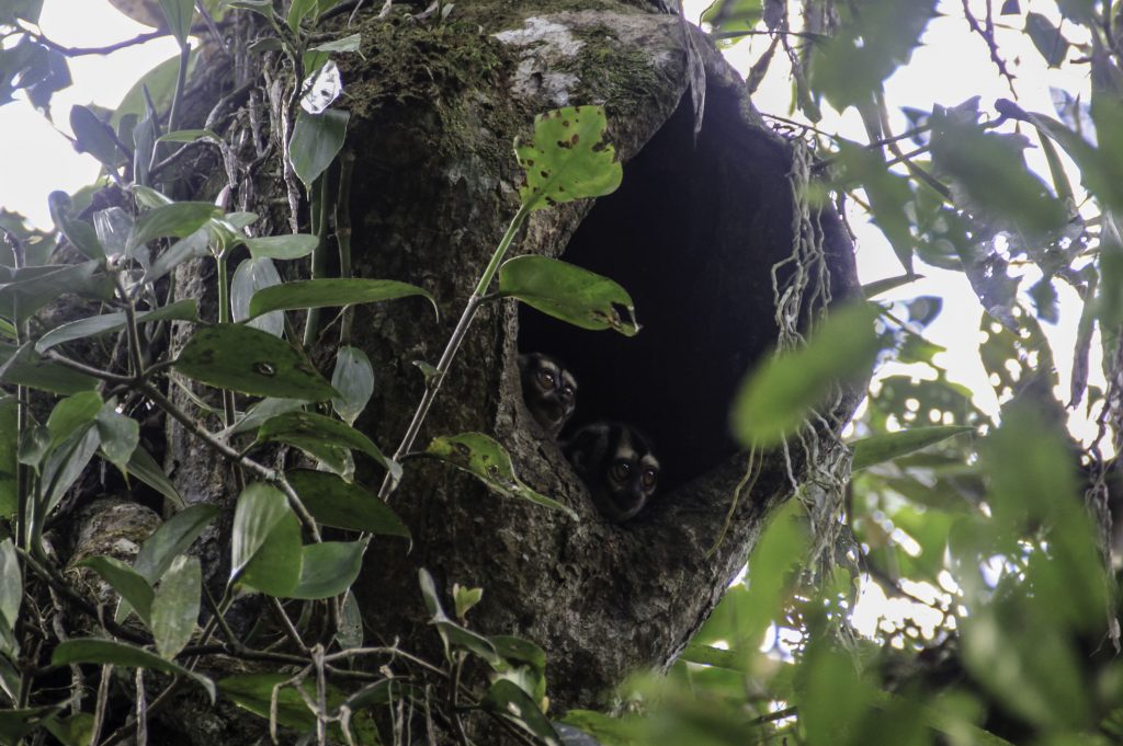 Nachtaffen in einer Baumhöhle, gesichtet auf Dschungeltour in Ecuador