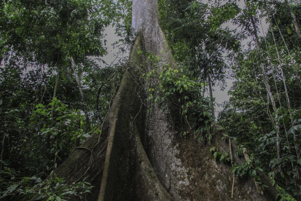 Regenwald im Dschungel von Ecuador, Baum mit hohen Luftwurzeln