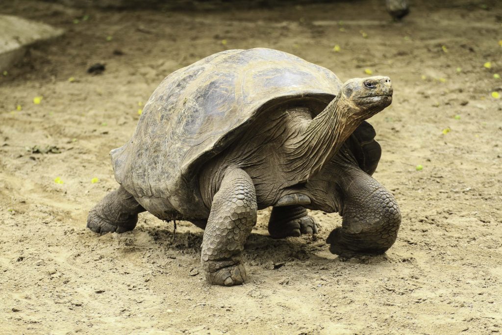 Die berühmten großen Landschildkröten gehören zu den eindrucksvollsten Tieren, die man auf einer Reise nach Galapagos zu sehen bekommt