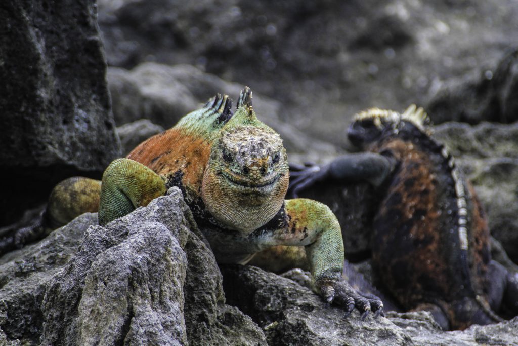 Tiere auf Galapagos: Bunte Meerechsten sieht man häufig während einer Reise nach Galapagos