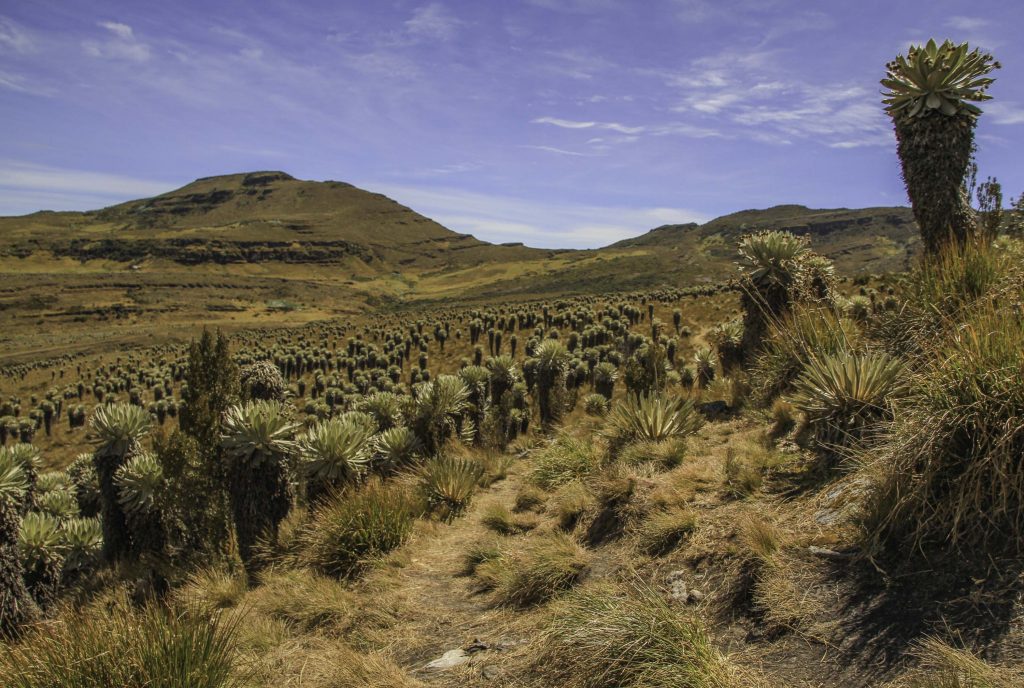 Vegetation im Páramo im Hochland von Kolumbien