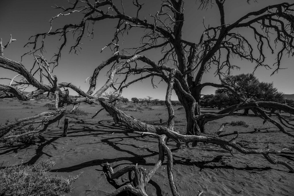 Fotos von Namibia: Baum im Sossusvlei, schwarzweiß