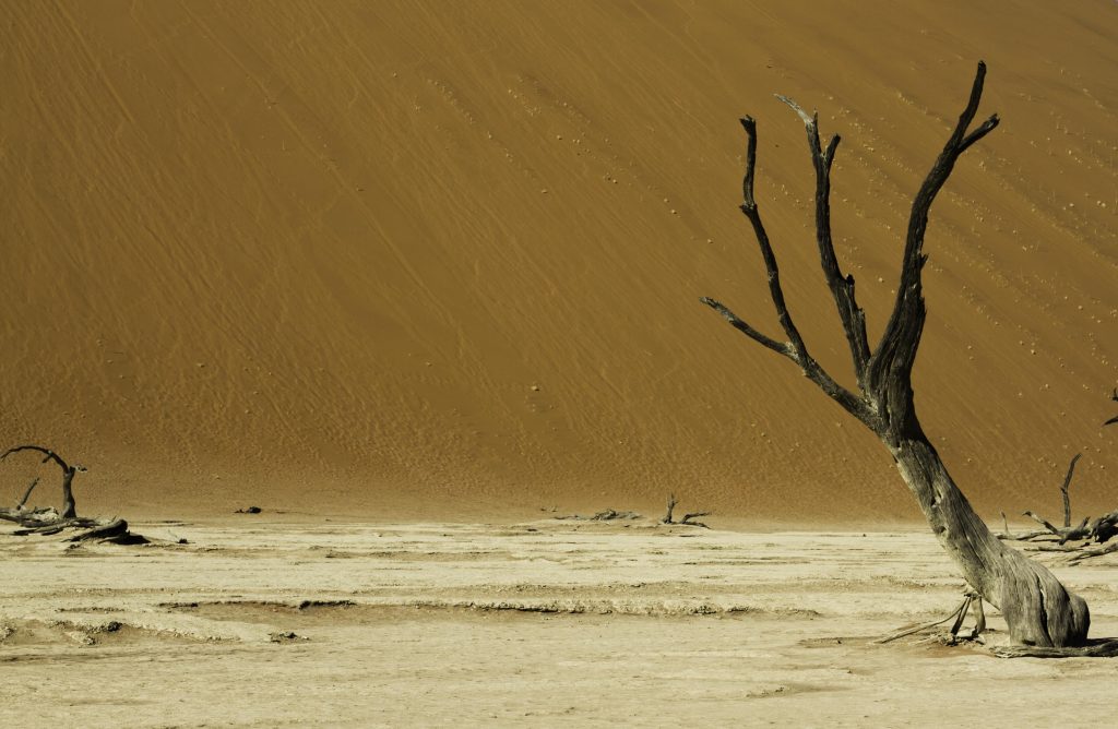Fotos von Namibia: ein Baum im Dead Vlei