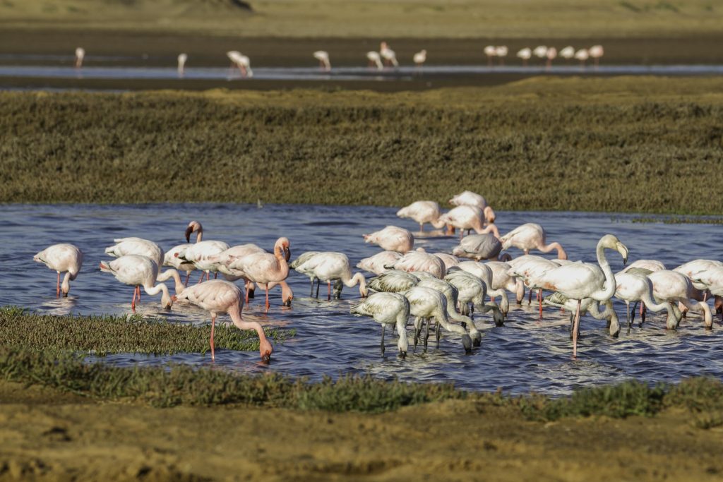 Fotos von Namibia: Flamingos in der Lagune von Walvis Bay