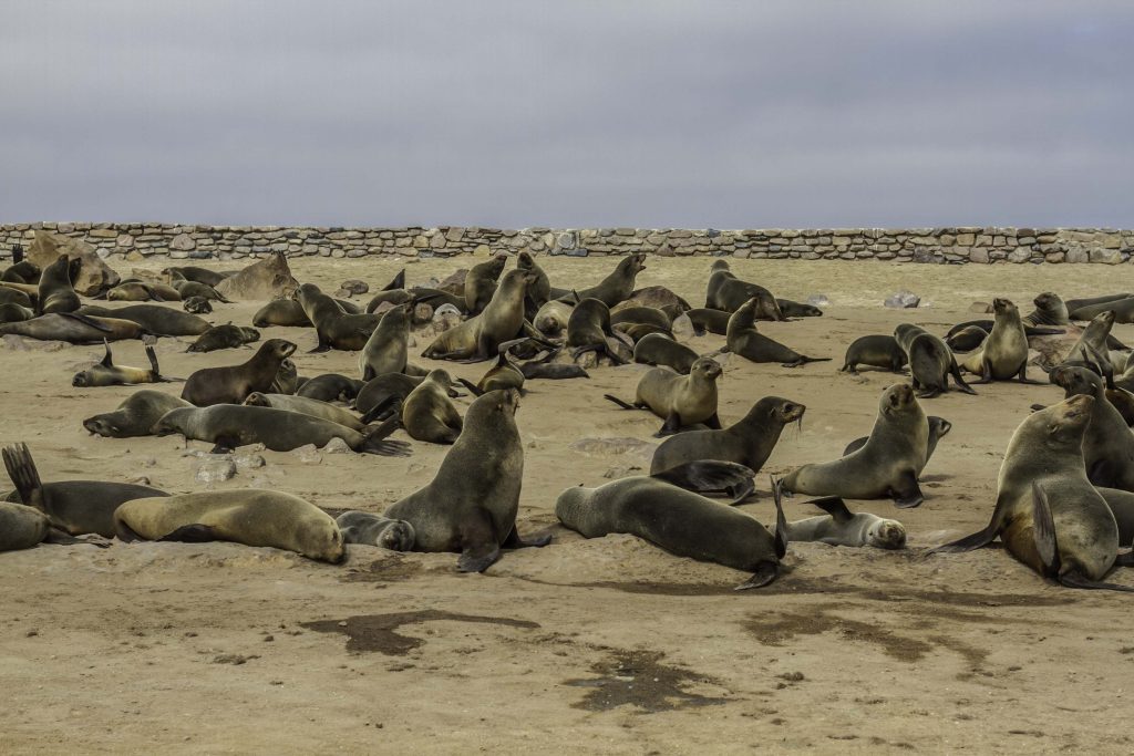 Fotos von Namibia: Robben (Südliche Seebären) am Cape Cross