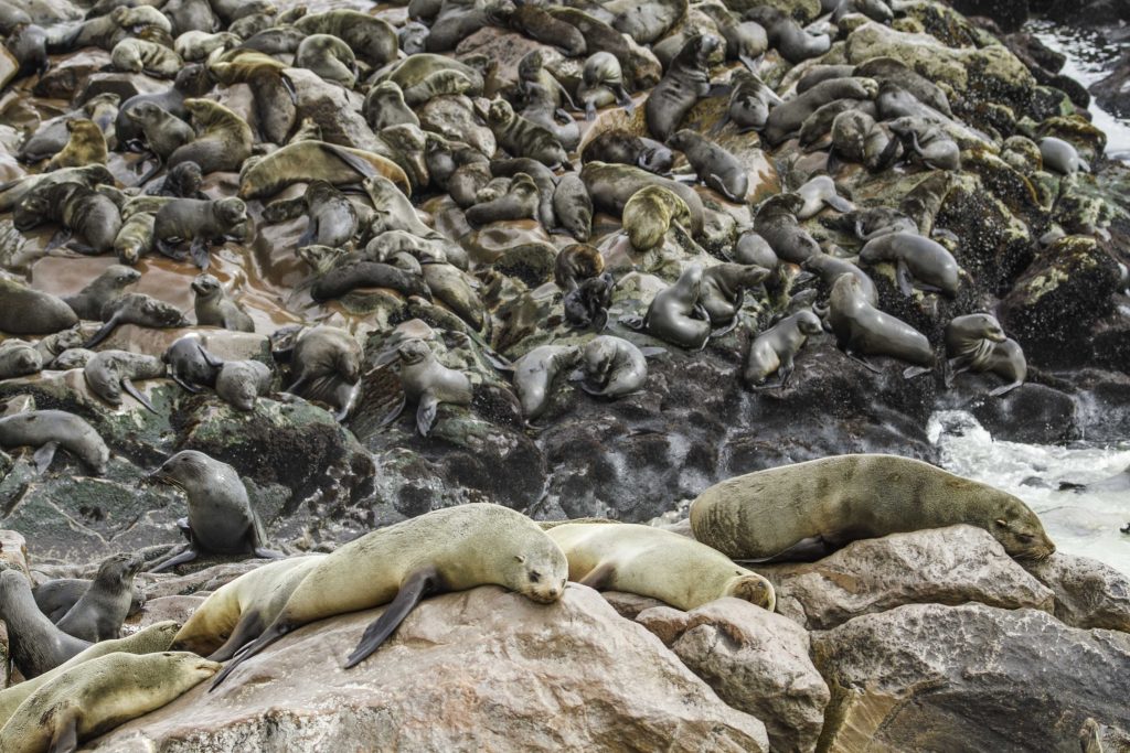 Fotos von Namibia: viele Robben am Kap Cape Cross 