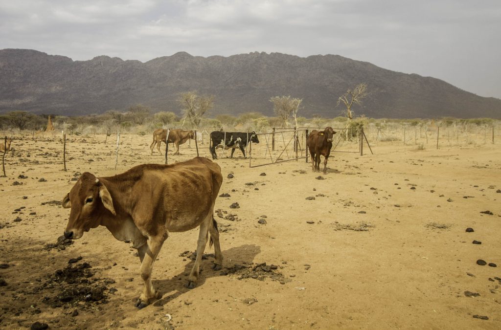 Rinder auf der Farm Hazeldene in Namibia während Rundreise durch Namibia