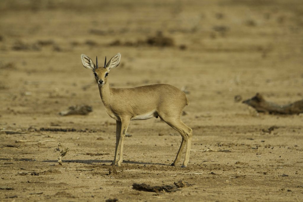 Fotos von Namibia: Steinbock Antilope