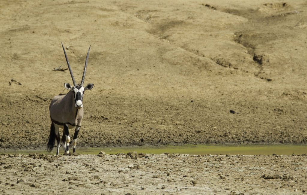Fotos von Namibia: einzelne Oryx Antilope am Wasserloch