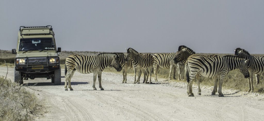 Fotos von Tieren in Namibia: Zebras auf der Straße vor Auto in Etosha