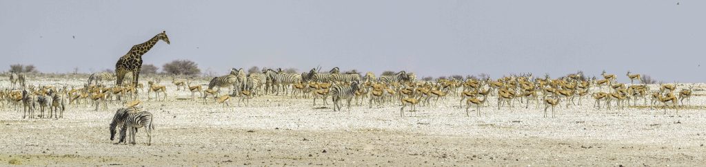 Fotos von Namibia: Zebras, Impalas und Giraffe im Etosha Nationalpark