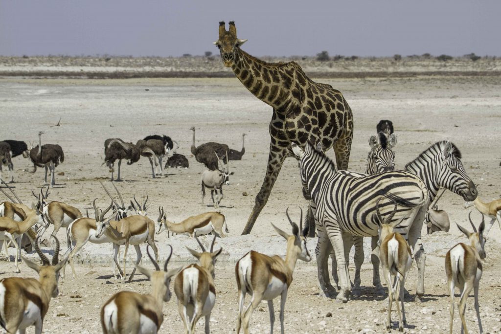 Giraffe, Zebras, Strauße und Antilopen im Etosha Nationalpark auf einer Rundreise durch Namibia