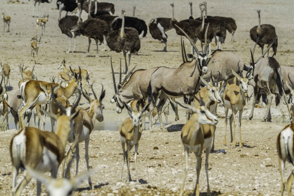 Fotos von Namibia: Oryx Antilopen, Impalas und Strauße am Wasserloch im Etosha Nationalpark