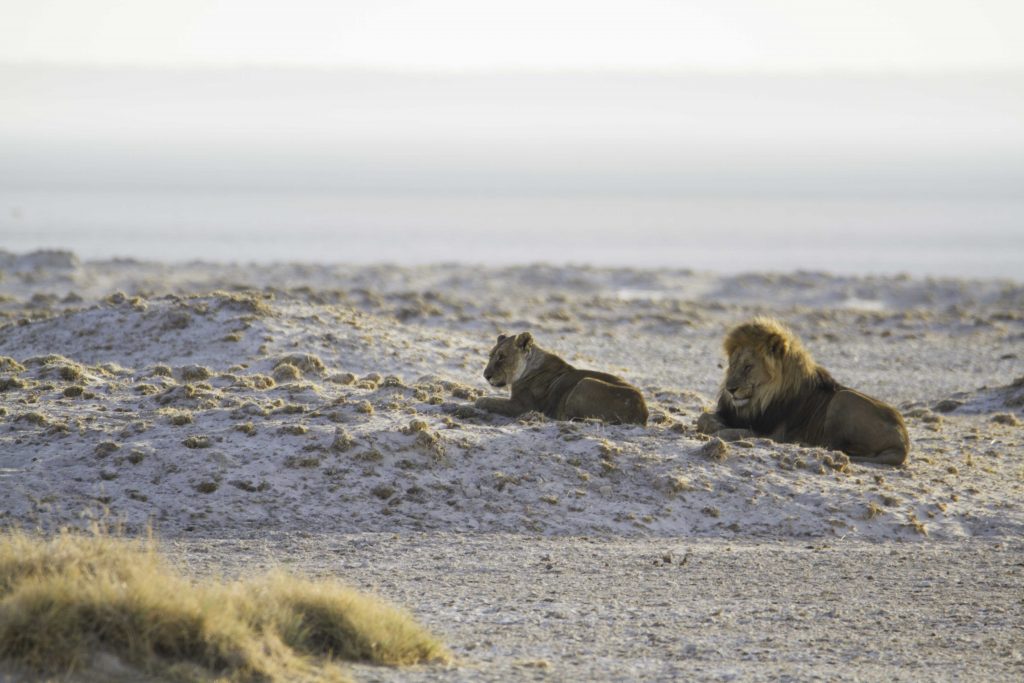 Fotos von Tieren in Namibia: Löwen im Etosha