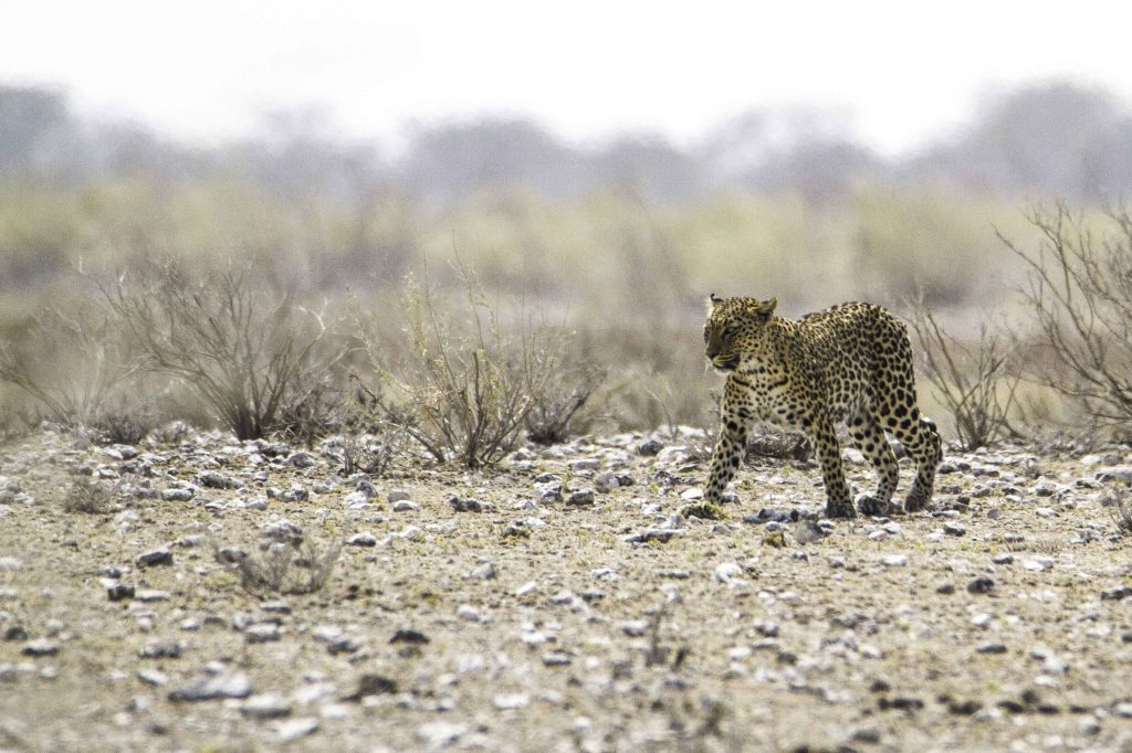 Fotos von Namibia: Ein Leopard im Etosha Nationalpark