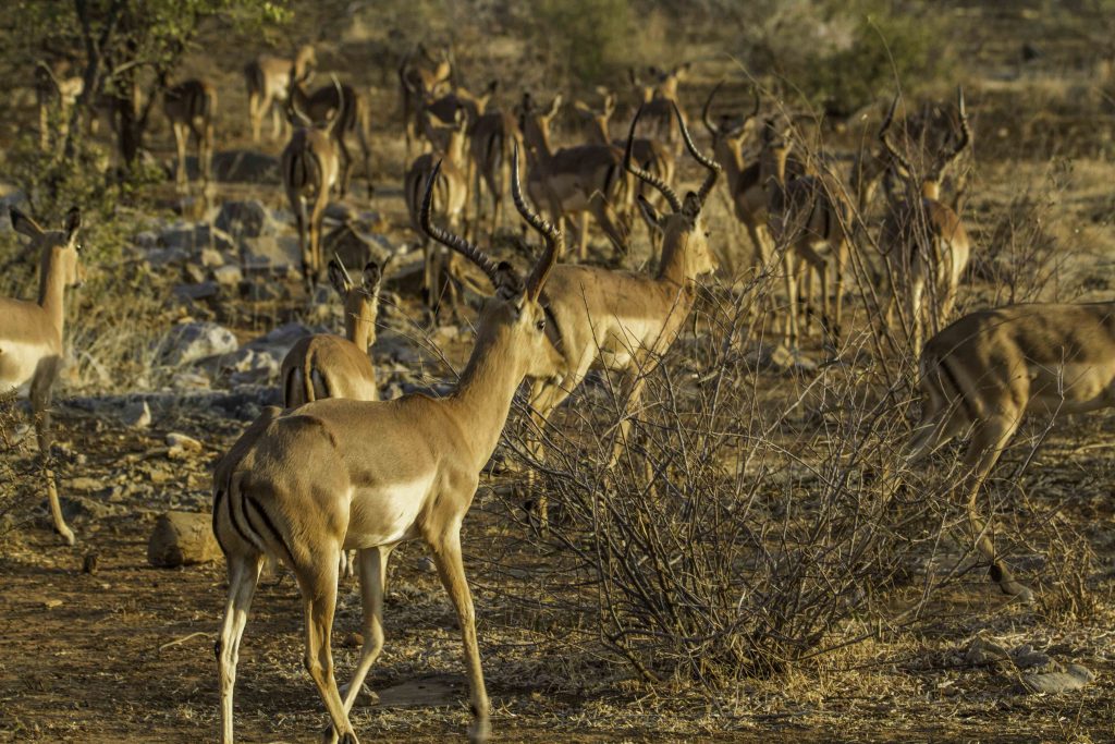 Fotos von Namibia: Herde Impalas bei Otavi