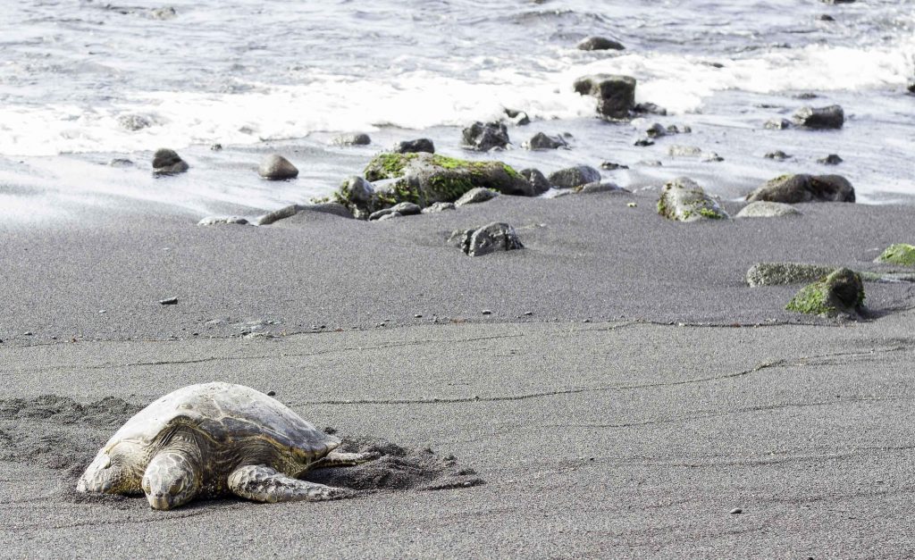 Meeresschildkröte an einem Strand auf Big Island, Hawaii