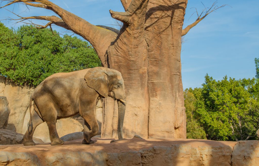 Afrikanischer Elefant im Tierpark Biopark, ein Ziel bei einer Reise nach Valencia mit Baby und Kleinkind