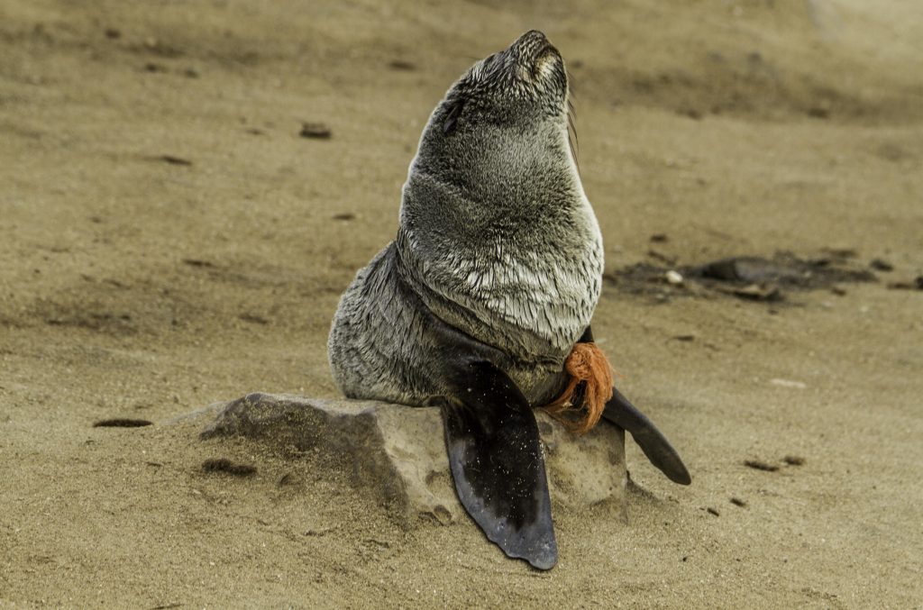 Plastikmüll im Meer, Robbe mit Fischernetz um den Körper am Cape Cross in Namibia