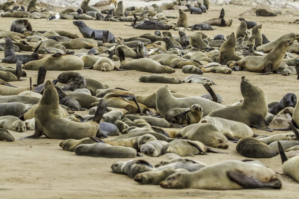 Fotos von Namibia: Robben am Cape Cross